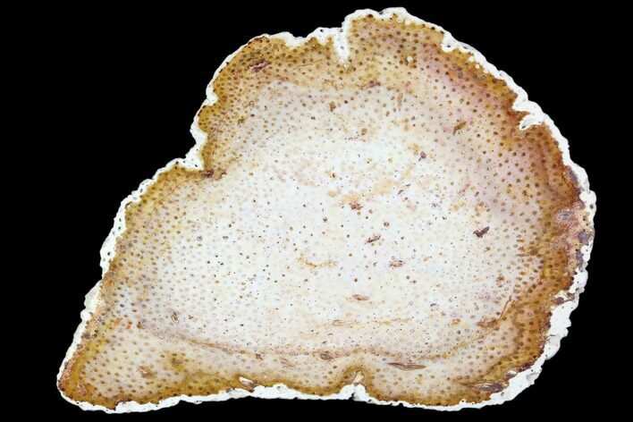 Petrified Palmwood (Palmoxylon) Slab - Louisiana #104895